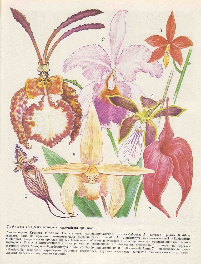 Семейство орхидные (Orchidaceae)