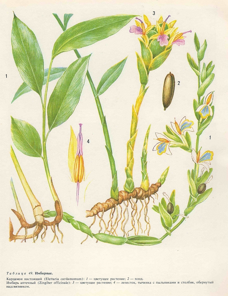 Семейство имбирные (Zingiberaceae)