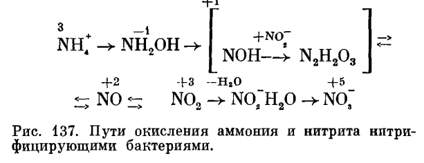 к какой группе относятся нитрифицирующие бактерии. Смотреть фото к какой группе относятся нитрифицирующие бактерии. Смотреть картинку к какой группе относятся нитрифицирующие бактерии. Картинка про к какой группе относятся нитрифицирующие бактерии. Фото к какой группе относятся нитрифицирующие бактерии