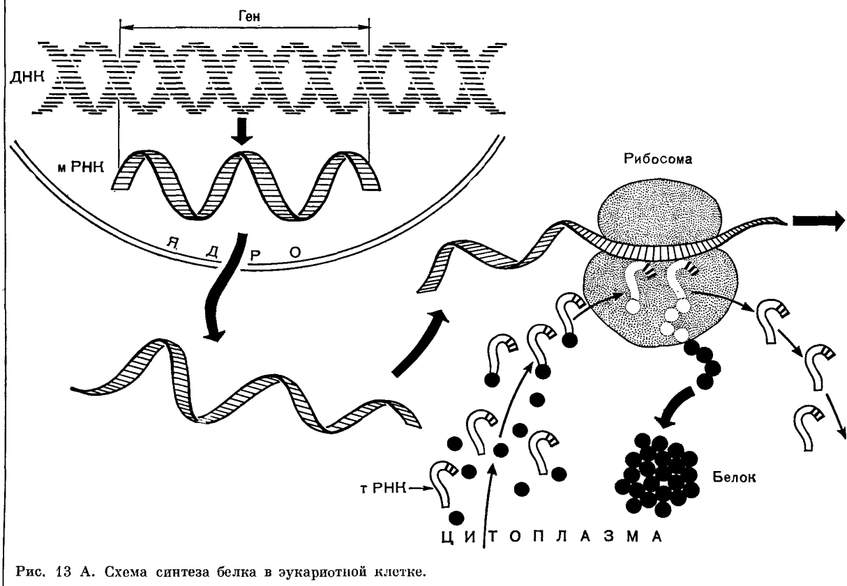 Биосинтез белка Рис. 1 1 13А.