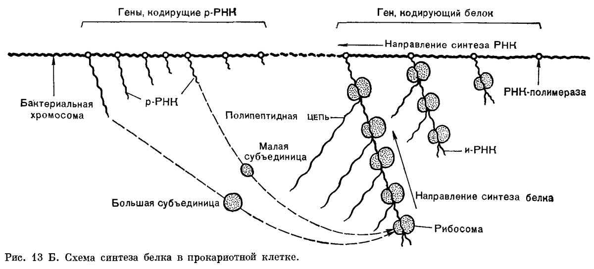 Реферат: Биосинтез ДНК