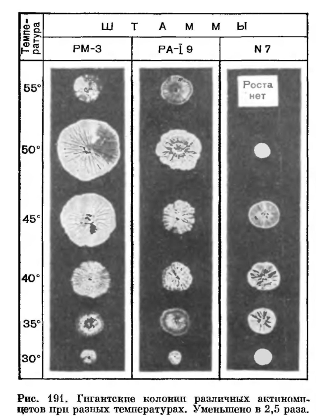 Термофильные лучистые грибки (актиномицеты)