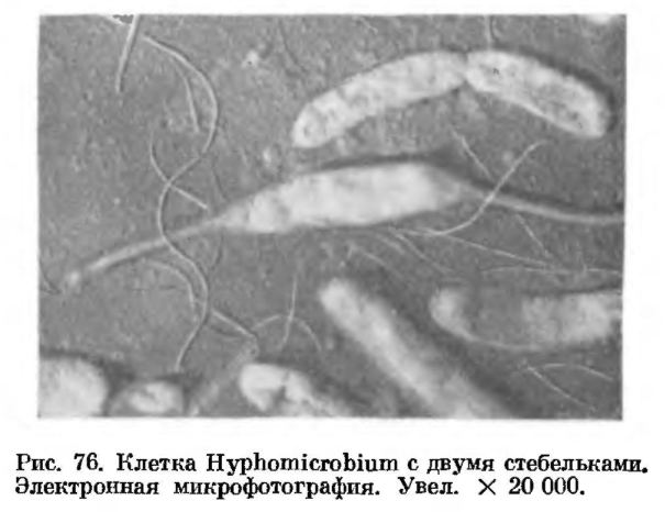 Порядок почкующиеся бактерии (Hyphomicrobiales)