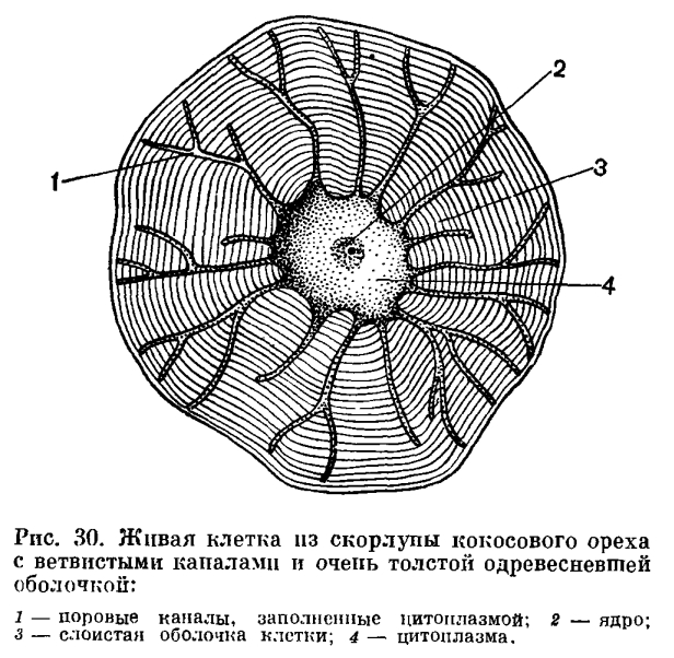 Растительная клетка что это. Смотреть фото Растительная клетка что это. Смотреть картинку Растительная клетка что это. Картинка про Растительная клетка что это. Фото Растительная клетка что это