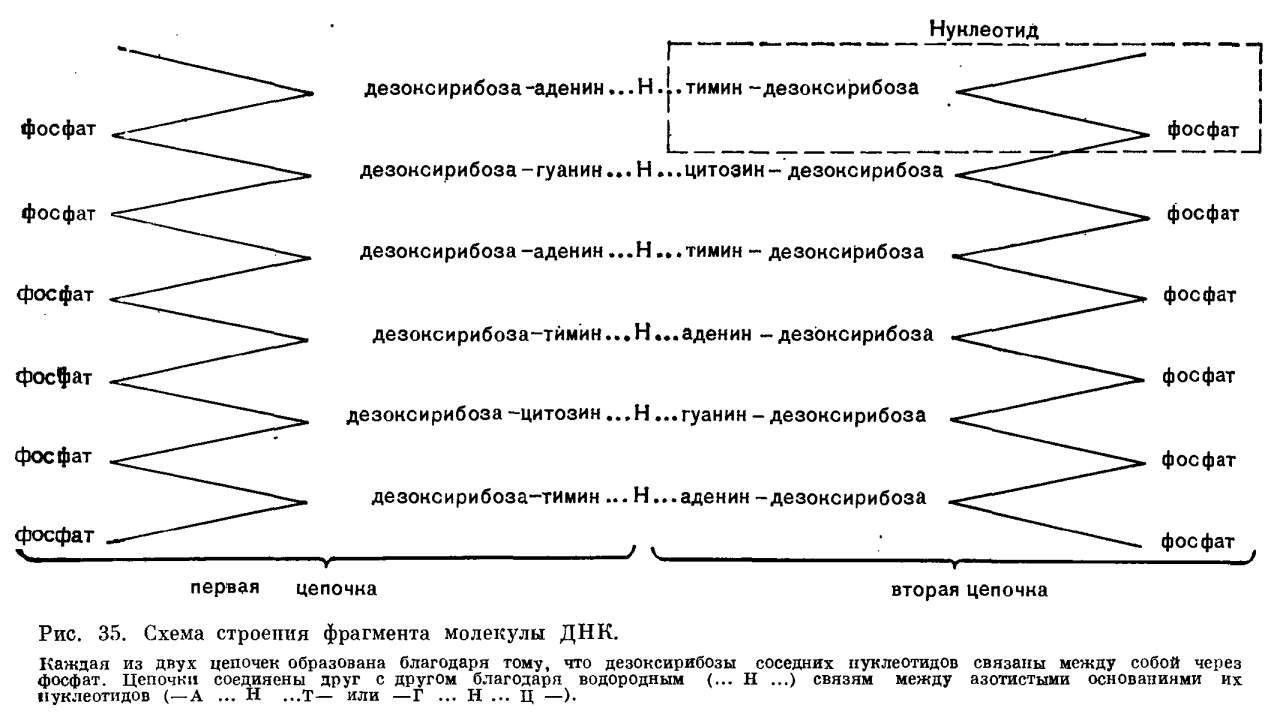 Растительная клетка что это. Смотреть фото Растительная клетка что это. Смотреть картинку Растительная клетка что это. Картинка про Растительная клетка что это. Фото Растительная клетка что это