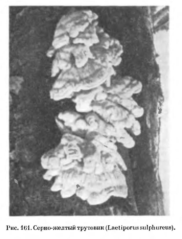 Трутовые грибы
