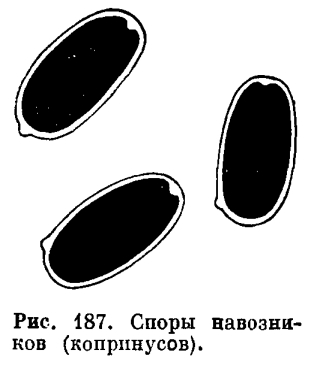 Род Копринус (Coprinus)