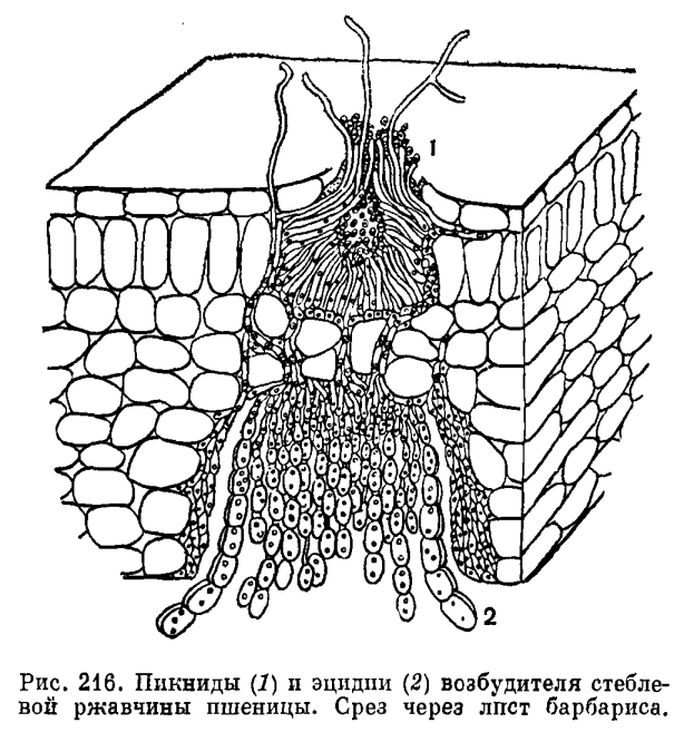 Семейство Пукциниевые (Pucciniaceae)