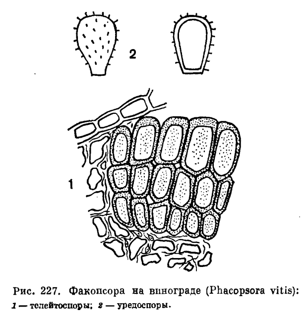 Семейство Пукциниевые (Pucciniaceae)