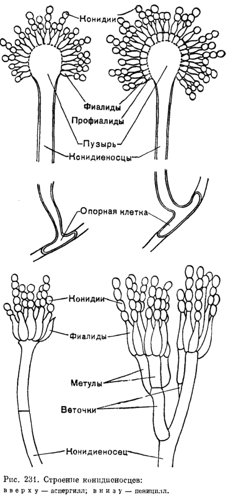 Семейство Эуроциевые (Eurotiaceae)