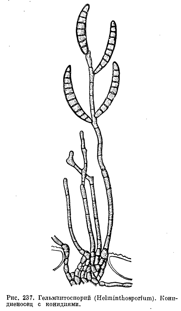 Helminthosporium gramineum cebada.