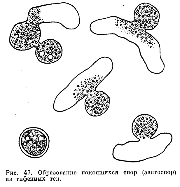 Порядок Энтомофторовые (Entomophthorales)