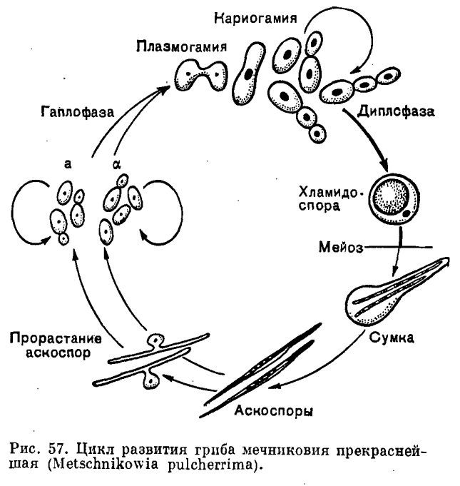 Семейство Сахаромицетовые (Saccharomycetaceae) и другие группы дрожжей