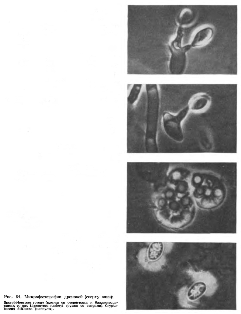 Семейство Сахаромицетовые (Saccharomycetaceae) и другие группы дрожжей