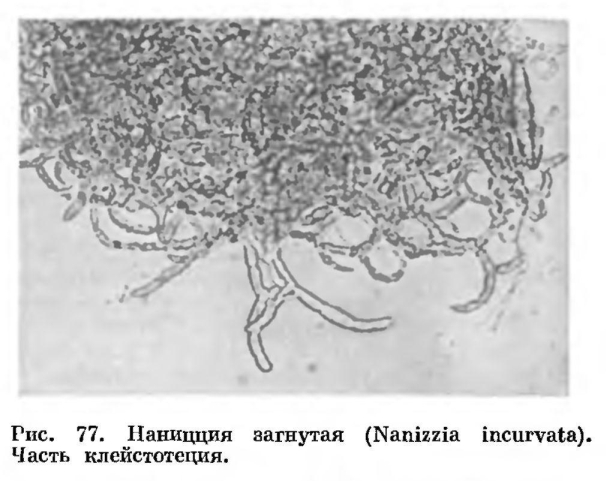 Семейство Гимноасковые (Gymnoascaceae)