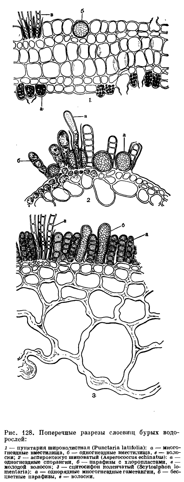 Клетка бурой водоросли. Эктокарпус водоросль. Спорангий бурой водоросли. (Многогнёздными спорангиями). Одногнездный спорангий.