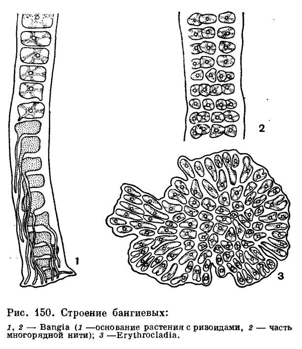 Красные водоросли клетки. Строение таллома красных водорослей. Строение таллома бангиевых водорослей. Строение слоевища водорослей. Красные водоросли порфира строение.