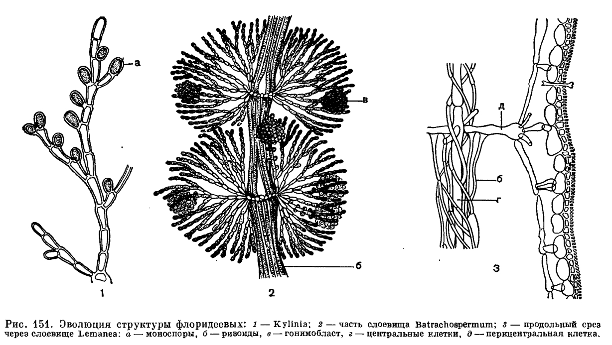 Красные водоросли клетки. Таллом Batrachospermum. Батрахоспермум строение таллома. Строение таллома Batrachospermum. Строение слоевища водорослей.