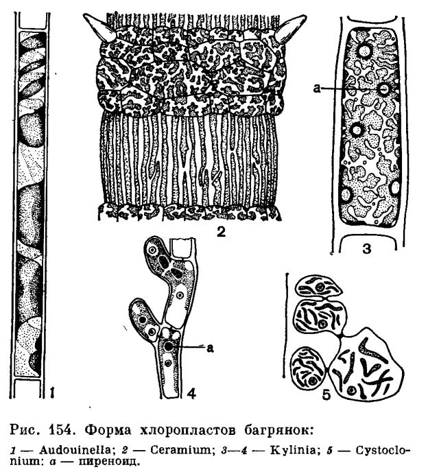 строение красной водоросли картинка все чаще встречаются