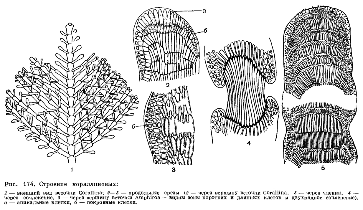 Подсемейство кораллиновые (Corallinoideae)