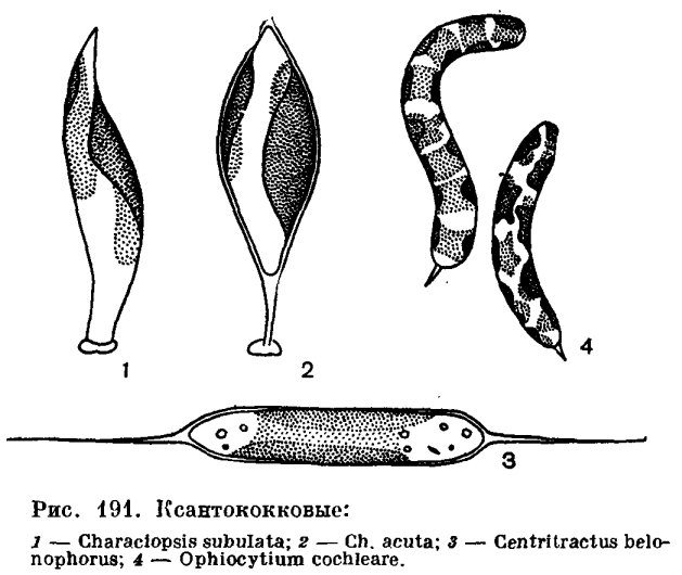 Класс ксантококковые (Xanthococcophyceae)