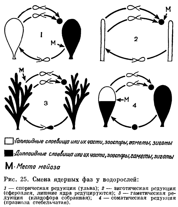чем размножаются зеленые водоросли. Смотреть фото чем размножаются зеленые водоросли. Смотреть картинку чем размножаются зеленые водоросли. Картинка про чем размножаются зеленые водоросли. Фото чем размножаются зеленые водоросли
