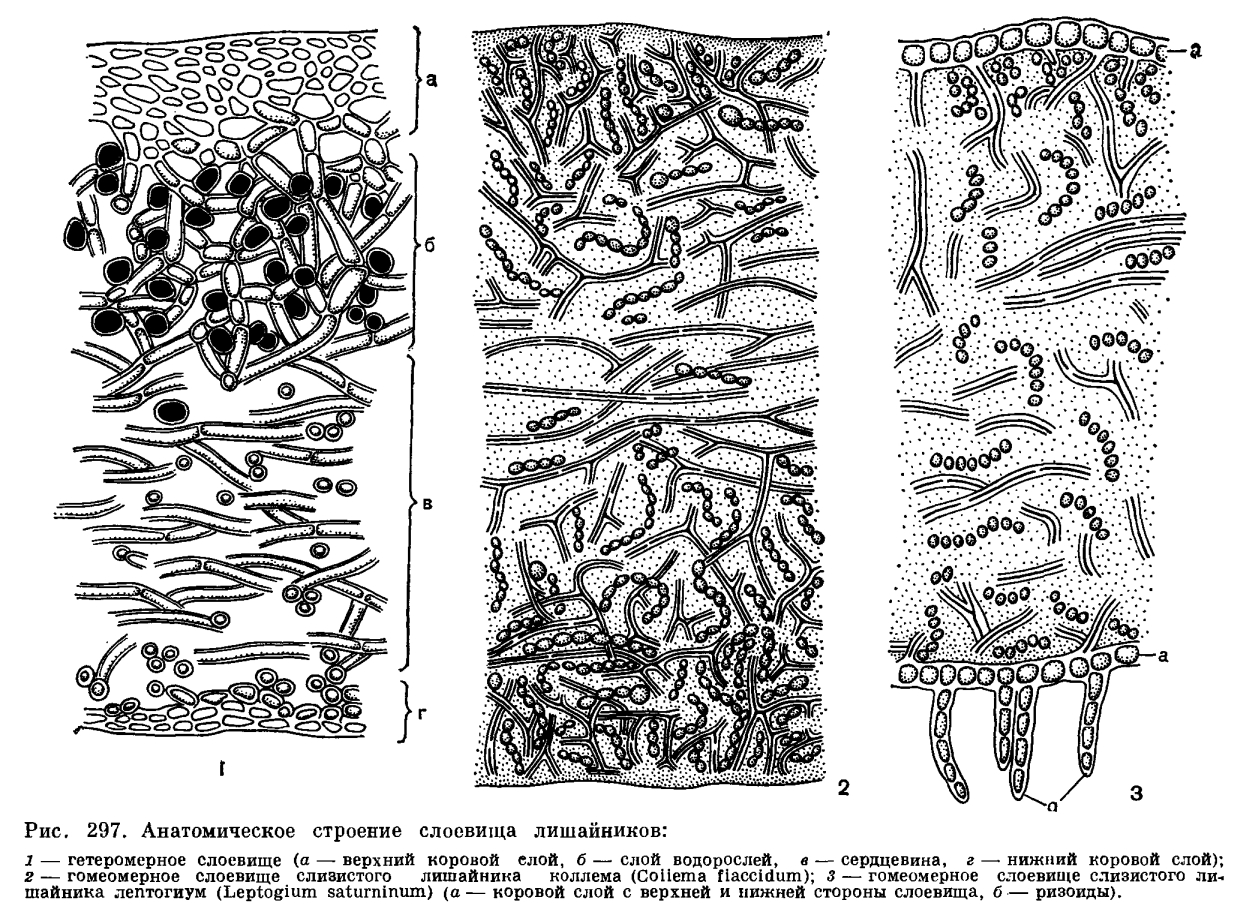 Строение слоевища. Анатомическое строение слоевища лишайников. Гомеомерное строение лишайника. Строение лишайников гомеомерные. Гетеромерное строение слоевища лишайника.