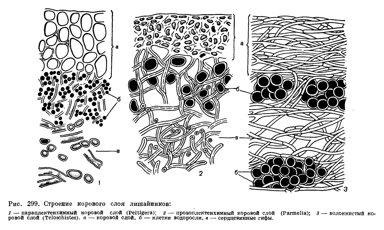 Анатомия слоевища лишайников