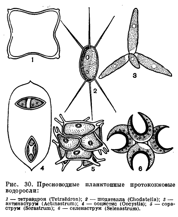 Виды Планктонов Фото И Названия