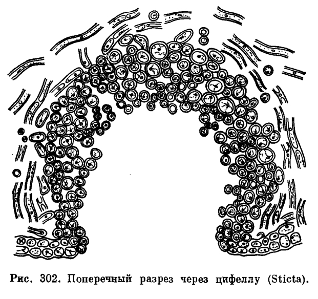 Анатомия слоевища лишайников