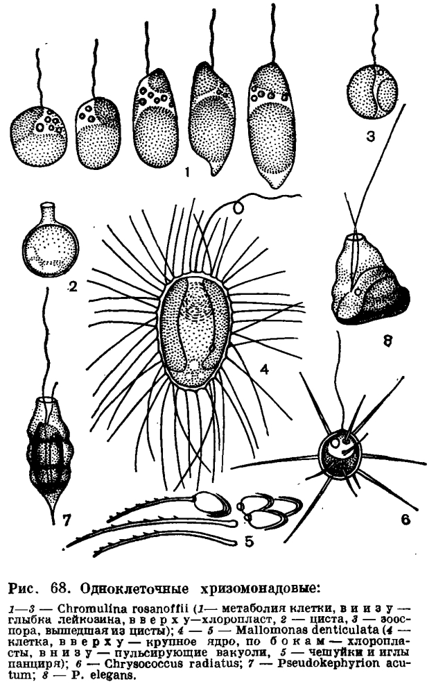 Планктонные водоросли