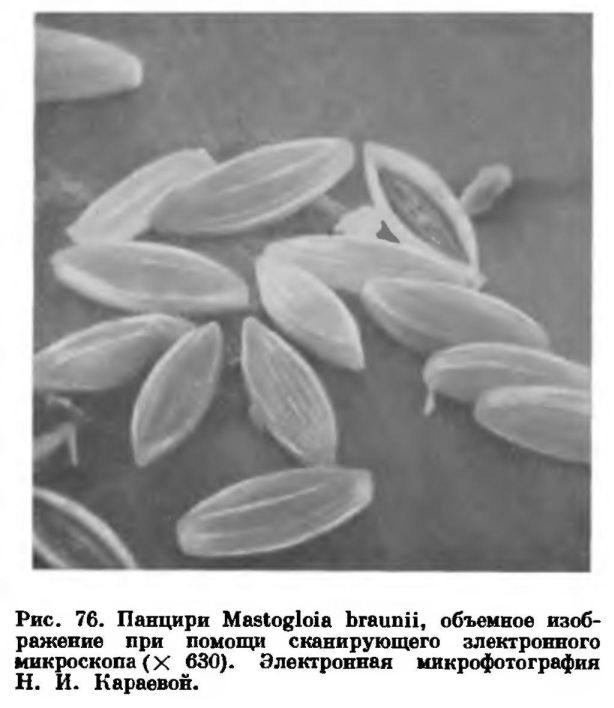 Строение клетки диатомовых водорослей