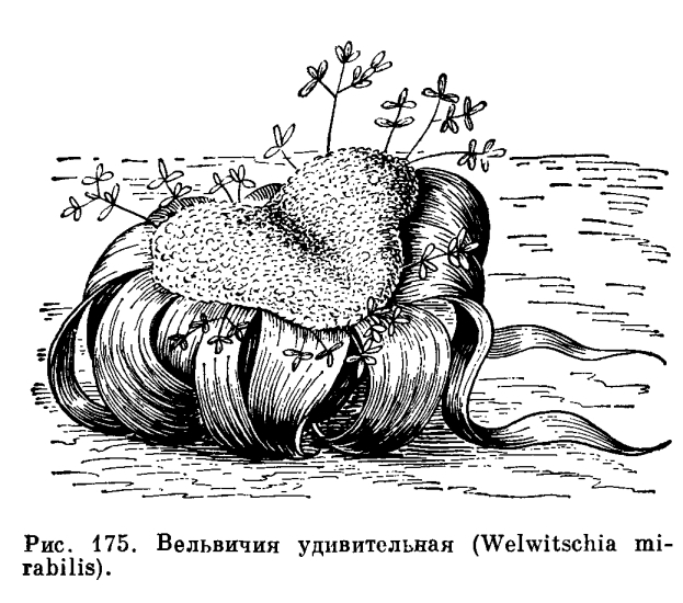Семейство вельвичиевые (Welwitschiaceae)