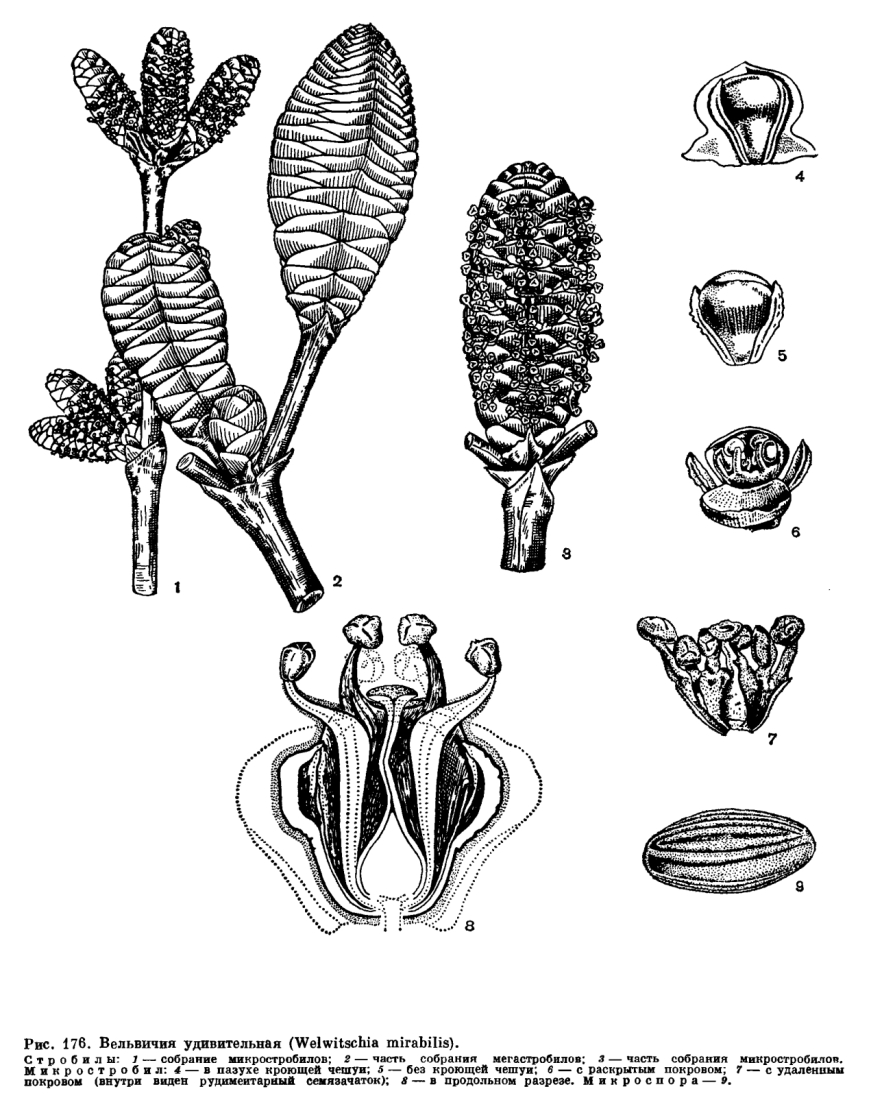 Семейство вельвичиевые (Welwitschiaceae)