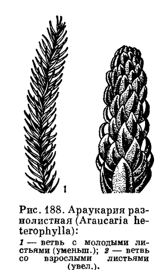 Род араукария (Araucaria)