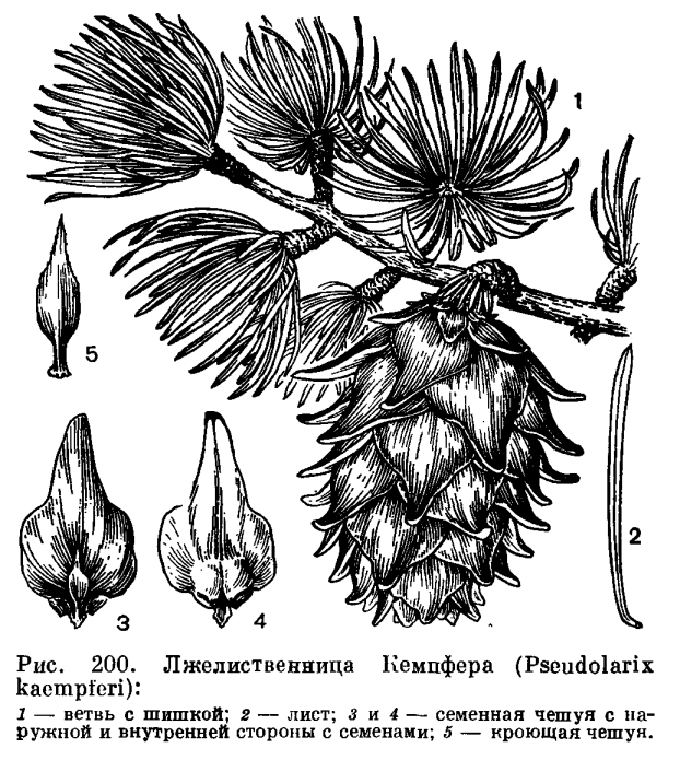 Семейство сосновые (Pinaceae)