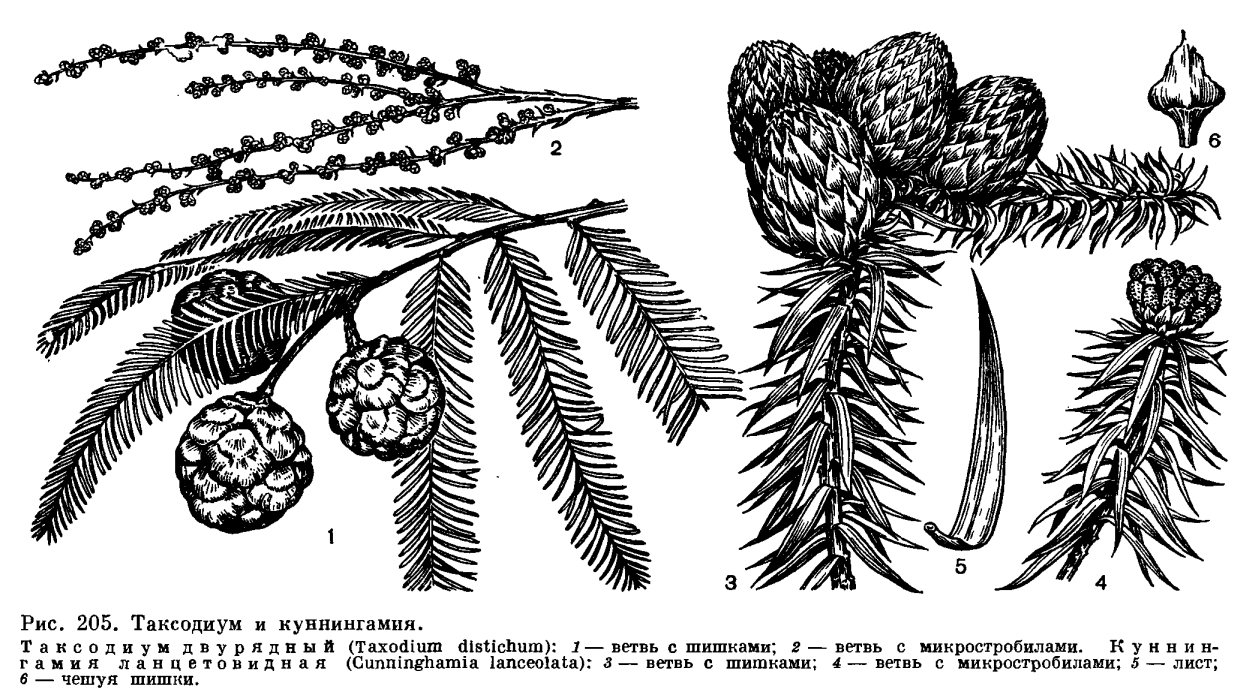 Семейство таксодиевые (Taxodiaceae)