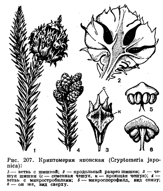 Семейство таксодиевые (Taxodiaceae)