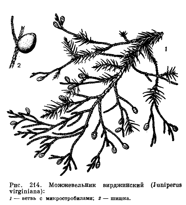 Триба можжевельниковые (Junipereae)