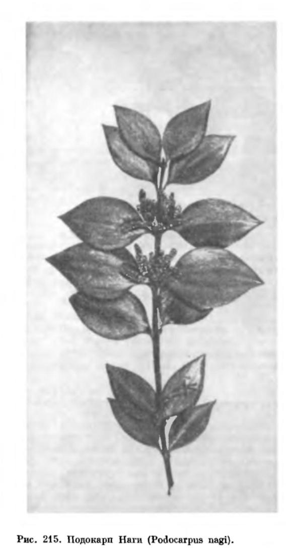 Род подокарп или ногоплодник (Podocarpus)