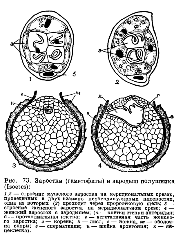 Род полушник или шильник (Isoetes)