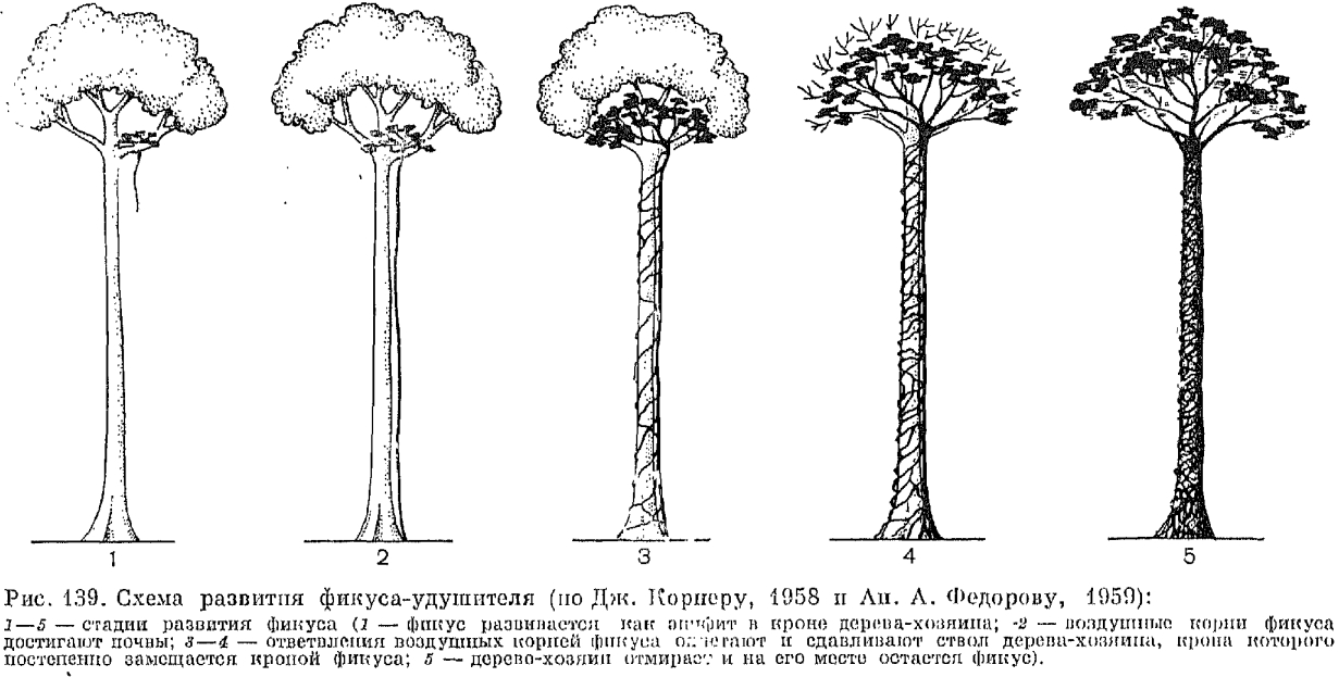 Триба фикусовые (Ficeae)