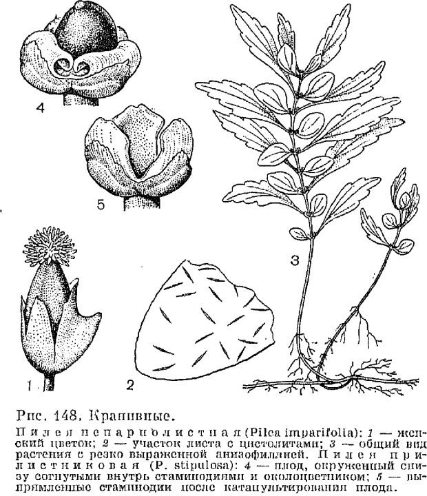 Семейство крапивные (Urticaceae)