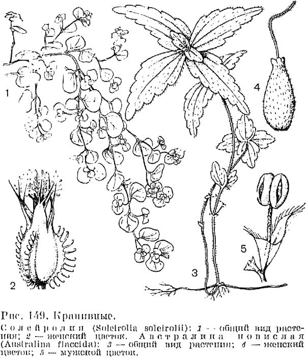 Семейство крапивные (Urticaceae)