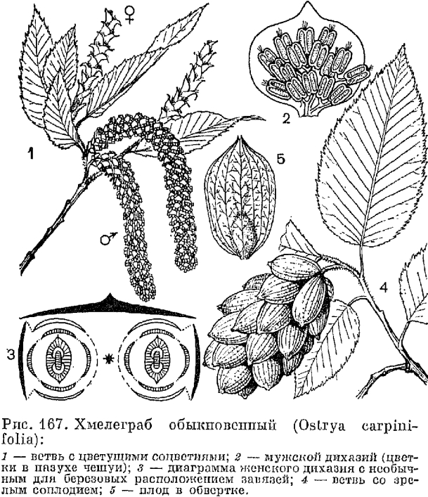 Семейство березовые (Betulaceae)