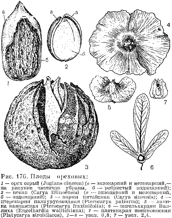 Плоды и семена - презентация онлайн
