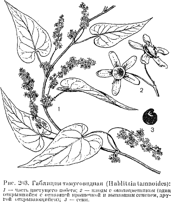 Семейство маревые (Chenopodiaceae)