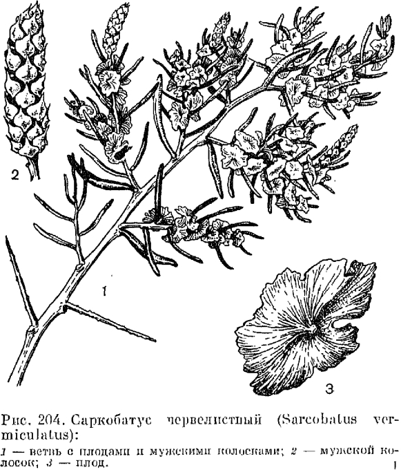 Семейство маревые (Chenopodiaceae)