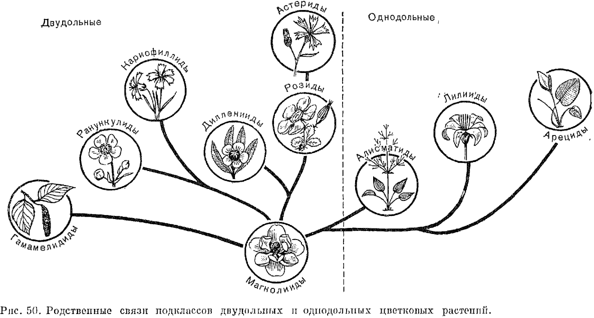 на какие классы делятся цветковые растения