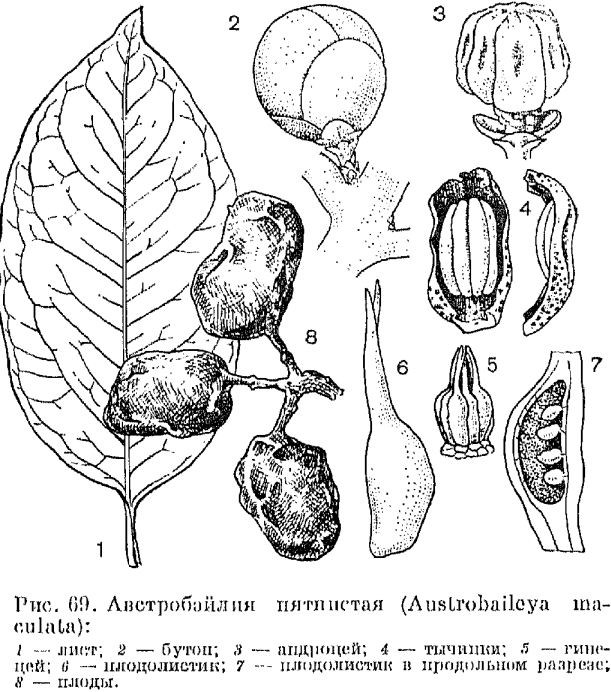 Семейство австробэйлиевые (Austrobaileyaсоае)